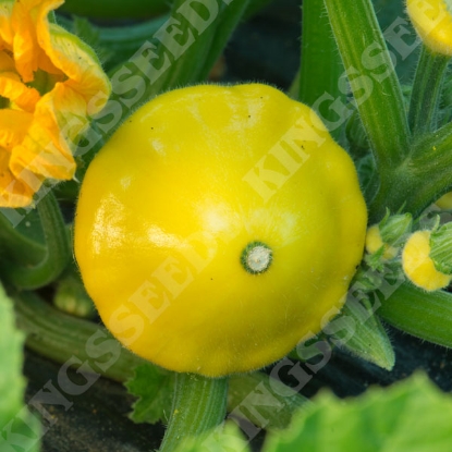 Picture of Marrow Patty Pan Twinkle F1